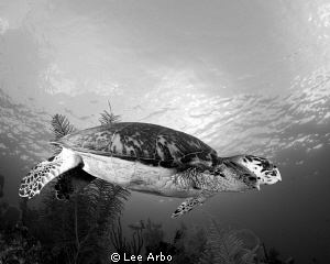 Hawksbill shot with Nikon D300 and Tokina 10-17.  Desatur... by Lee Arbo 